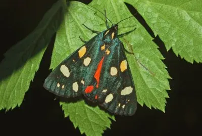 Callimorpha dominula jigsaw puzzle