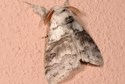 Callitera pudibunda