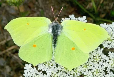 Cedronella jigsaw puzzle