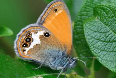 Coenonympha arcania