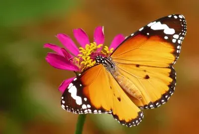 danaus chrysippus
