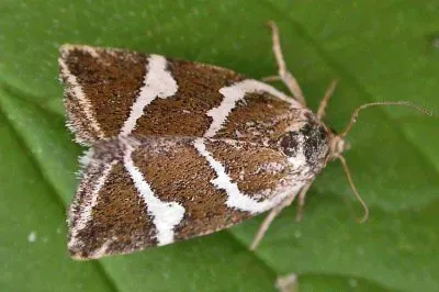 Deltote bankiana