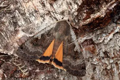 Diarsia brunnea