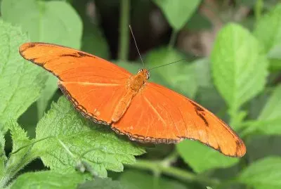 Dryas iulia