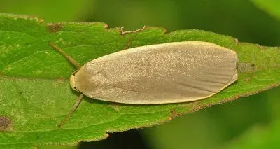 Eilema griseola jigsaw puzzle