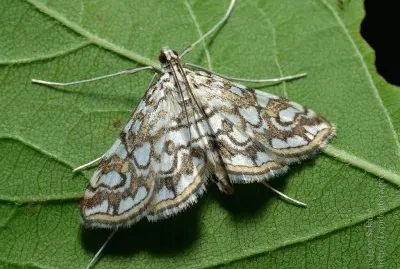 Elophila nymphaeata jigsaw puzzle