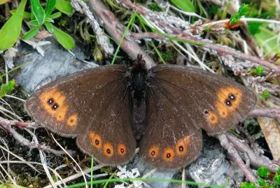 Erebia