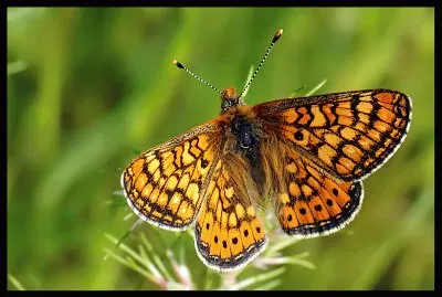 Euphydryas aurinia