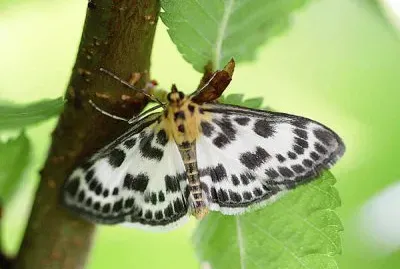 Eurrhypara hortulata