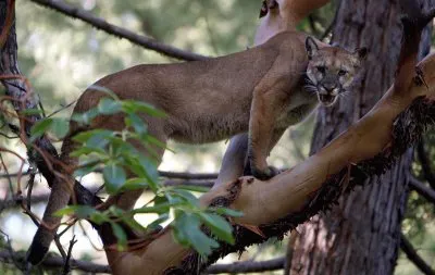 Bay borneo jigsaw puzzle