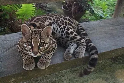 Margay jigsaw puzzle