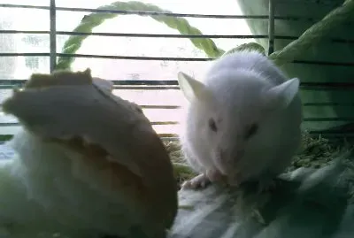 plesiocito