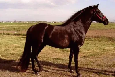 Atzeca jigsaw puzzle