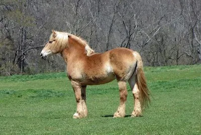 Belga da tiro