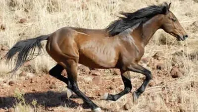 Brumby
