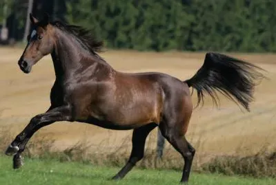 Budjonny jigsaw puzzle