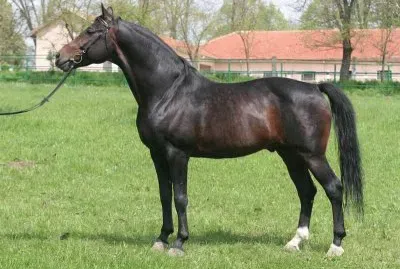 Bulgaro orientale jigsaw puzzle