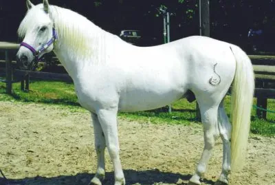 Camargue jigsaw puzzle