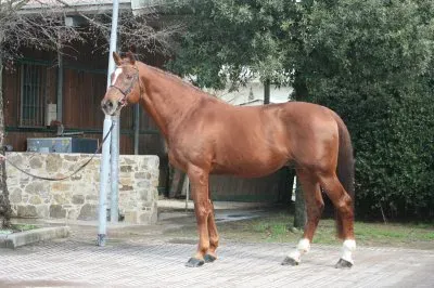 Can can del terriccio jigsaw puzzle