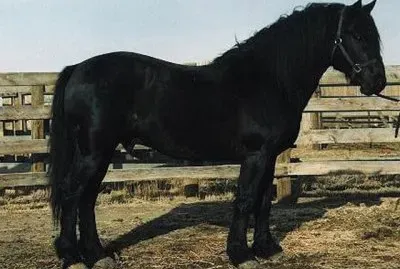 Canadese jigsaw puzzle