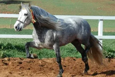 Certosino jigsaw puzzle