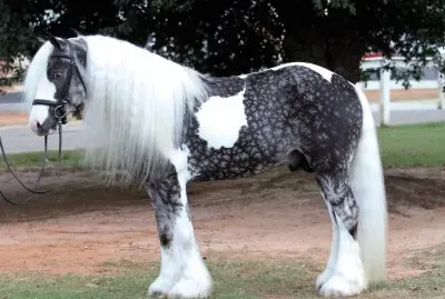 Chocolate silver dapple pinto jigsaw puzzle