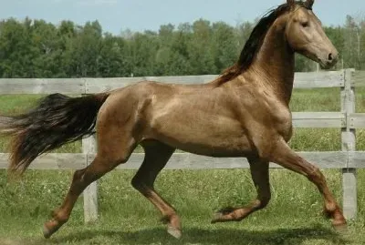 Classic champagne jigsaw puzzle