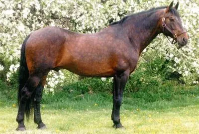 Cleveland bay jigsaw puzzle