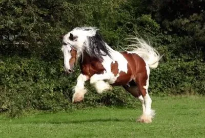 Cobirlandese jigsaw puzzle