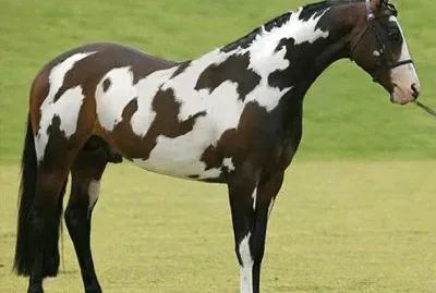 Dal manto meraviglioso jigsaw puzzle