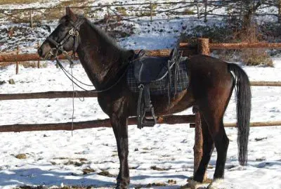 Danubiano jigsaw puzzle