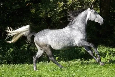 Dappled grigio jigsaw puzzle