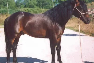 Del catria jigsaw puzzle