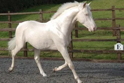 Di cremello