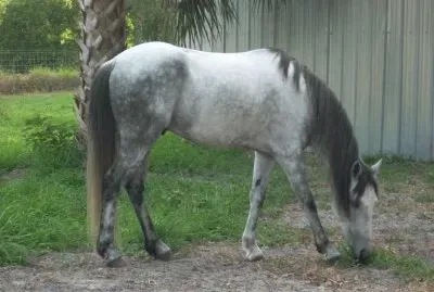 Florida cracker