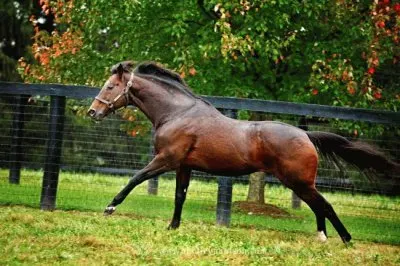 Fusaichi pegasos jigsaw puzzle