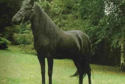 Galaco asturiano jigsaw puzzle