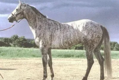 Grey brindle jigsaw puzzle