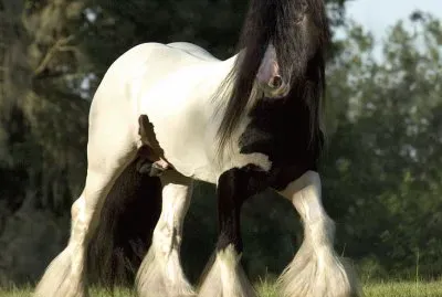 Gypsy king jigsaw puzzle