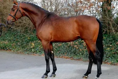 Holsteiner jigsaw puzzle