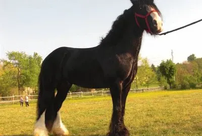 Irish cob jigsaw puzzle