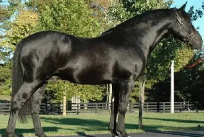 Irlandese da tiro jigsaw puzzle