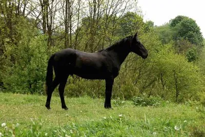 Kabardin jigsaw puzzle