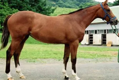 Karabakh jigsaw puzzle