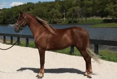 Kentucky mountaun jigsaw puzzle