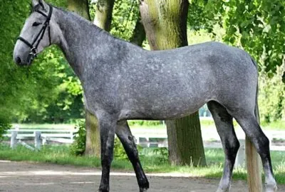 Kladruber jigsaw puzzle