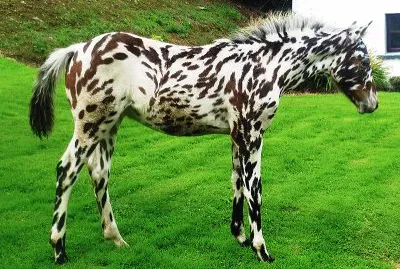 Knabstrup jigsaw puzzle