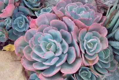 pink 3