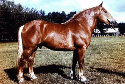 Lituano