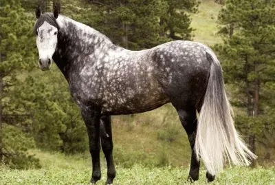 Lusitano